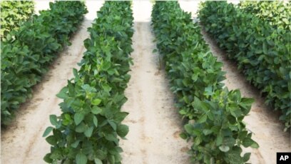 Dehqonlar fotosurati yalangoch