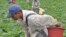 A farm worker picks squash in Virginia.