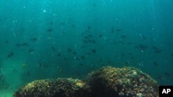 FILE - Fish swim over a patch of bleached coral in Hawaii's Kaneohe Bay off the island of Oahu. Hawaii, Oct. 26, 2015.