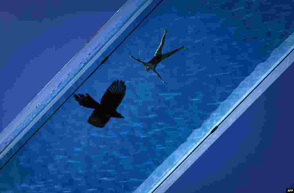 A woman swims as a bird flies underneath the Sky Pool, a transparent acrylic swimming pool bridge between apartment blocks, in London.