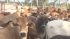 El-Niño dizima mais de 10 mil bovinos em Magude, Moçambique