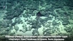 Удивительное глубоководное существо