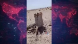 گزارش‌ها از قطع درختان بومی در زاهدان