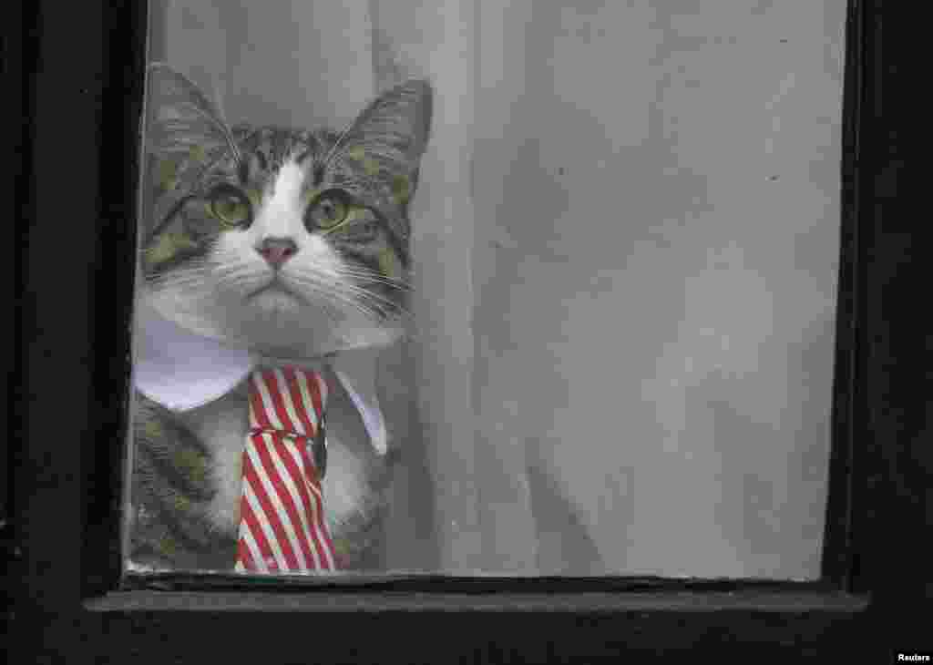 در حالی&zwnj; که جولیان آسانژ جواب سوال های اینگرید ایسگرن، دادستان سوئدی، را در سفارت اکوادور در لندن انگلیس می&zwnj; دهد، گربه کراوات پوش آسانژ در پنجره ای در این سفارت نشسته است. &nbsp;