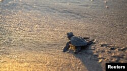 Una cría de tortuga se abre camino en la playa de Chacocente, en Santa Tereza, Nicaragua, el 11 de febrero de 2024. 