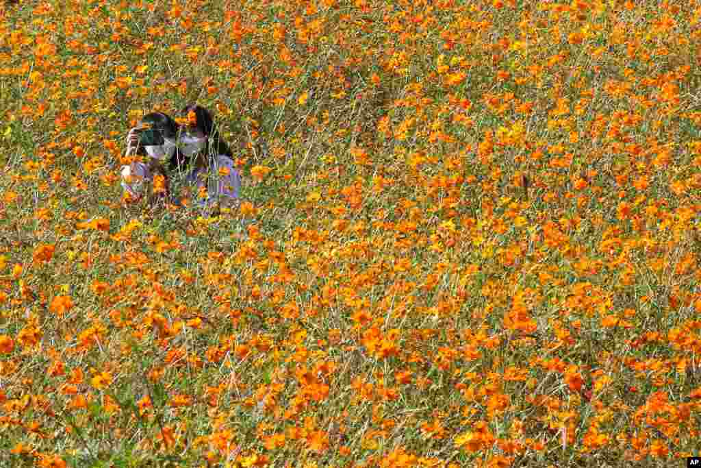 Women take a selfie in a field of cosmos flowers at the Olympic Park in Seoul, South Korea.