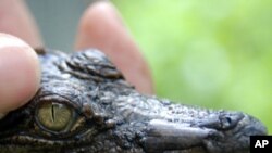 A close-up of a Siamese crocodile hatchling at Phnom Tamao Wildlife Rescue Centre, Cambodia, 19 Nov 2009