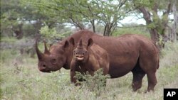 Rhinocéros noirs à Mkuze, en Afrique du Sud le 5 janvier 2003.