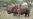 San Francisco's Black Rhino, Oldest in North America, Turns 45