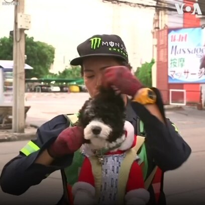 Cô lao công đi làm cùng chó cưng