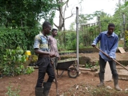 Ghana’s Center for Plant Medicine Research grows plants and herbs to be used for herbal medicines, May 27, 2020. (Stacey Knott/VOA)