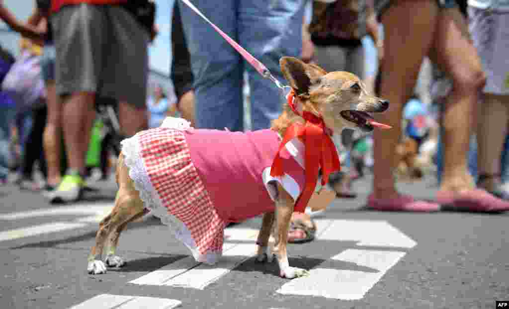 A woman and her pet participate in a parade in support of a bill penalizing cruelty against domestic and wild animals waiting to be discussed by the Legislative Assembly, in San Jose, Costa Rica, Aug. 18, 2013.