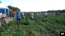 Haitian farm workers pick beans on a farm in Homestead, Florida, 21 Apr 2010