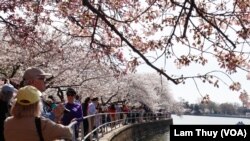 Cerezos en flor alrededor del Tidal Basin, junto al monumento a Thomas Jefferson, en Washington D.C. Foto: VOA/Lam Thủy.