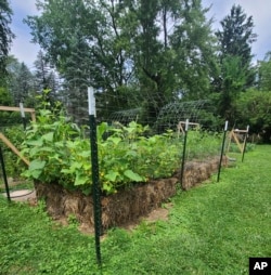 This July 2023 image provided by Adrienne Reeves shows a variety of crops growing in staw bales in a garden in Livonia, Mich. (Adrienne Reeves via AP)