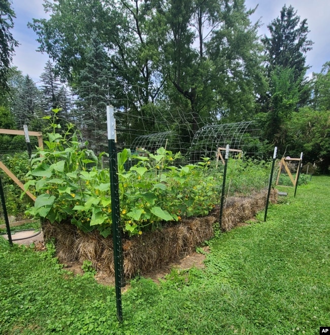 This July 2023 image provided by Adrienne Reeves shows a variety of crops growing in staw bales in a garden in Livonia, Mich. (Adrienne Reeves via AP)