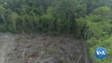 Local Cambodian Patrols Seek to End Illegal Logging