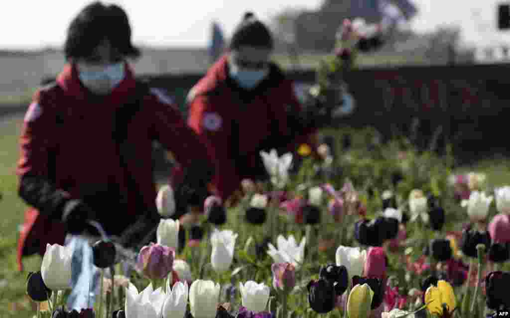 Los voluntarios de la Cruz Roja Italiana que llevan máscaras sanitarias para protegerse contra el nuevo coronavirus, COVID-19, recogen flores de tulipán en el Roma Flowers Park, el 8 de abril de 2020. Roma Flowers Park e Interflora han donado muchos ramos de tulipanes a la Cruz Roja para ser utilizado por voluntarios, médicos y enfermeras y hospitales para agradecerles por sus esfuerzos en estos días de la emergencia del coronavirus.&nbsp;