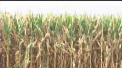 2012-08-15 美國之音視頻新聞: 美國官員稱中西部旱情並未結束