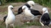  "วิสดอม" นกทะเลปีกยาวพันธุ์เลย์ซาน อัลบาทรอส (Laysan albatross) กำลังปกป้องไข่ของมันที่ศูนย์ลี้ภัยสัตว์ป่าแห่งชาติ มิดเวย์ อะโทลล์ ทางตะวันตกเฉียงเหนือของหมู่เกาะฮาวาย เมื่อวันที่ 27 พ.ย. 2024