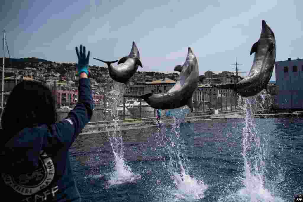 Dolphins perform during practice at the Aquarium of Genoa, Liguria, which is set to reopen May 28 after over two months of COVID-related lockdown. 