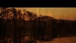 အော်စကာ စကာတင် ရုပ်ရှင်များ