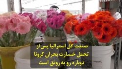 صنعت گل استرالیا پس از تحمل خسارت بحران کرونا دوباره رو به رونق است