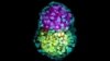 Scientists Come Closer to Creating Laboratory Embryos