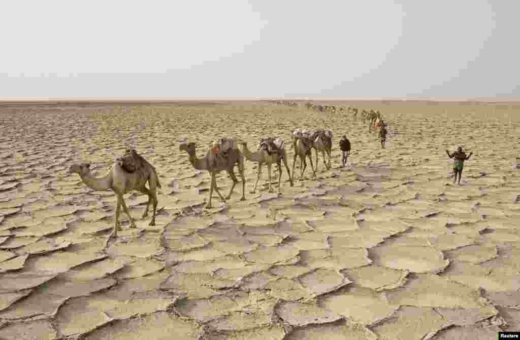 کرہ ارض پر گرم و سخت ترین آب و ہوا رکھنے والے صحراؤں میں سے ایتھوپیا کا دانکل صدیوں سے نمک کے تاجروں کی توجہ کا مرکز رہا ہے۔