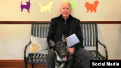 جو بایدن، رئیس جمهور منتخب آمریکا با سگش «میجر» 