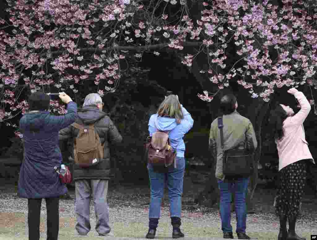 2018年3月10日，东京新宿御苑，樱花初绽，游客用手机拍照。