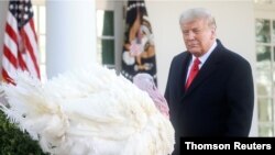El presidente de EE.UU., Donald Trump, observa al pavo Corn, en la ceremonia de indulto de Acción de Gracias, en el Jardín de las Rosas de la Casa Blanca, el 24 de noviembre de 2020.