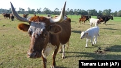 Pig or Pork? Cow or Beef?