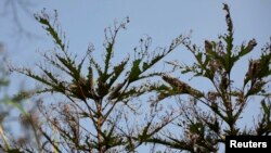 FILE - The picture shows a crop after it has been destroyed by the "Achaea catocaloides" caterpillar in the village of Peleler, Bong County, Liberia, Feb. 3, 2009. 