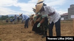 Kegiatan penanaman benih jagung di sebuah lahan bekas sawah dalam kegiatan masa tanam kedua program pemulihan mata pencaharian pascabencana di Desa Lolu, Kabupaten Sigi, Sulawesi Tengah, 12 November 2019. (Foto: Yoanes Litha/VOA)