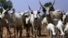 Fulani Makiyaya Sun Kaura daga Wasu Jihohin Arewa Zuwa Jihar Neja