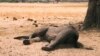 Zimbabwe Dying Elephants