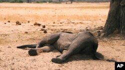 Zimbabwe Dying Elephants