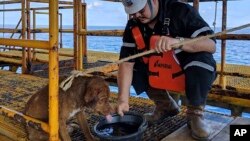 A dog is taken care by an oil rig crew member after being rescued in the Gulf of Thailand, April 12, 2019.
