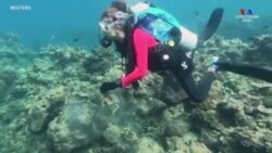 Ջրասուզակները Ֆիլիպիններում փորձում են ծովը մաքրել դիմակներից