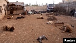 Animal carcasses lie on the ground, killed by what residents said was a chemical weapon attack days earlier,Khan al-Assal Syria, March 23, 2013.