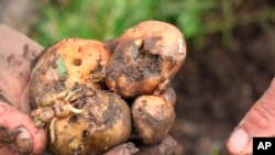 A farmer harvests potatoes at a community near La Grita, Venezuela, June 19, 2019.