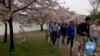 Washington Authorities Urging People to Reconsider Visits to See Cherry Blossoms