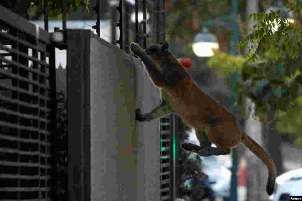 A puma climbs a wall in a neighborhood before being captured and taken to a zoo, in Santiago, Chile.