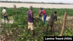 Des membres de l’équipe d’arrachage, à Ouagadougou, le 23 septembre 2019. (VOA/Lamine Traoré)