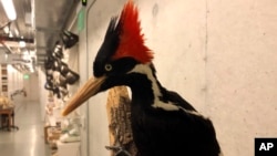 An ivory-billed woodpecker specimen is on a display at the California Academy of Sciences in San Francisco, Friday, Sept. 24, 2021. (AP Photo/Haven Daley)