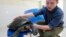 Wildlife Conservation Society Field Veterinarian Martin Gilbert, from Britain, shows "the lucky royal turtle," a rare and endangered terrapin that likely was headed for a Chinese soup pot but saved by keen-eyed wildlife officers and a tiny microchip, at h