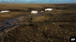 This undated aerial photo provided by U.S. Fish and Wildlife Service shows a herd of caribou on the Arctic National Wildlife Refuge in northeast Alaska.