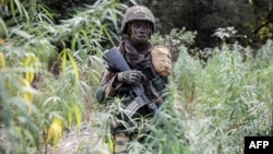 A member of the Senegalese Armed Forces walks through a field of marijuana at a captured Movement of Democratic Forces of Casamance rebel base in Blaze Forest on February 9, 2021.