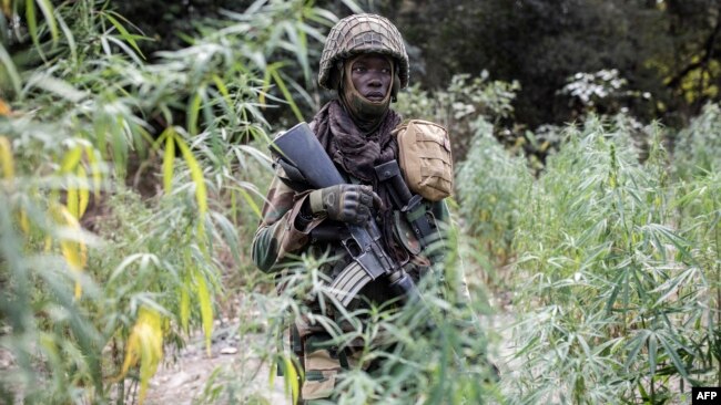 A member of the Senegalese Armed Forces walks through a field of marijuana at a captured Movement of Democratic Forces of Casamance rebel base in Blaze Forest on February 9, 2021.